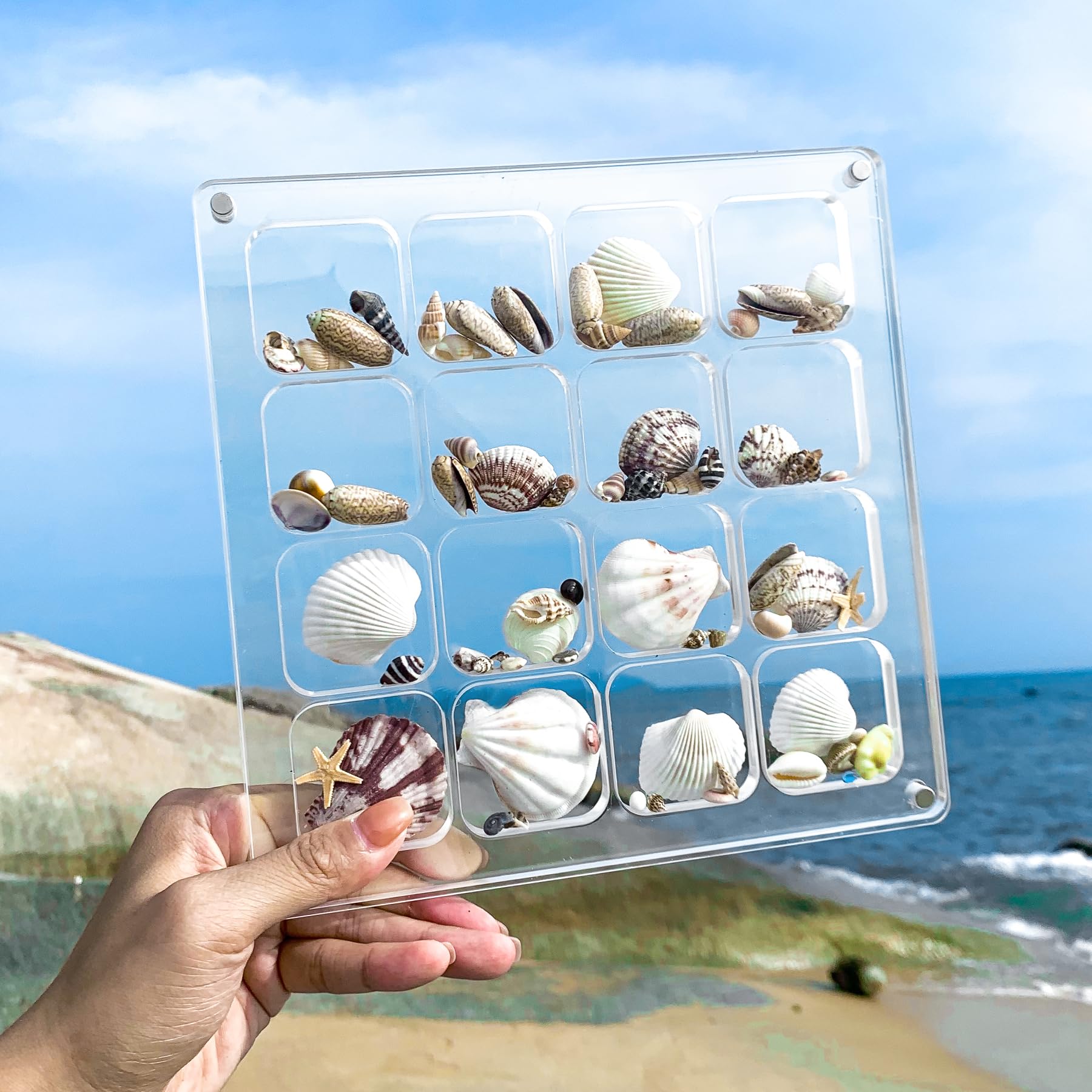 Multi-Style Clear Acrylic Magnetic Seashell Display Collecting Box, Acrylic Shadow Box for Tiny Treasure Hunting Seashell Holder Display Grid Cabinet Case Box,Display Seashell Jewelry Crystal